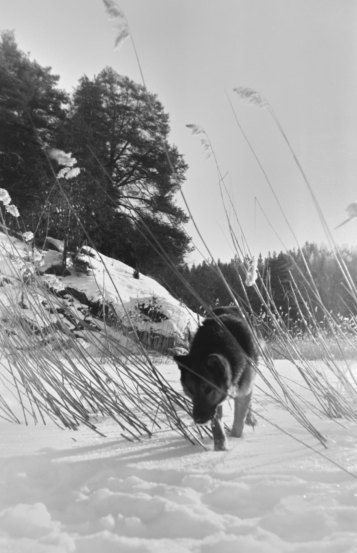 Фотография на плёнку 6×9, кадр 4